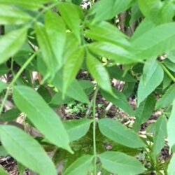 Rowan - Sorbus Aucuparia