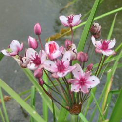 Flowering Rush - Butomus Umbellatus