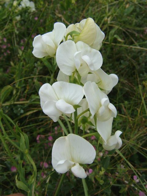 White Everlasting Sweet Pea - Lathyrus Latifolius Alba