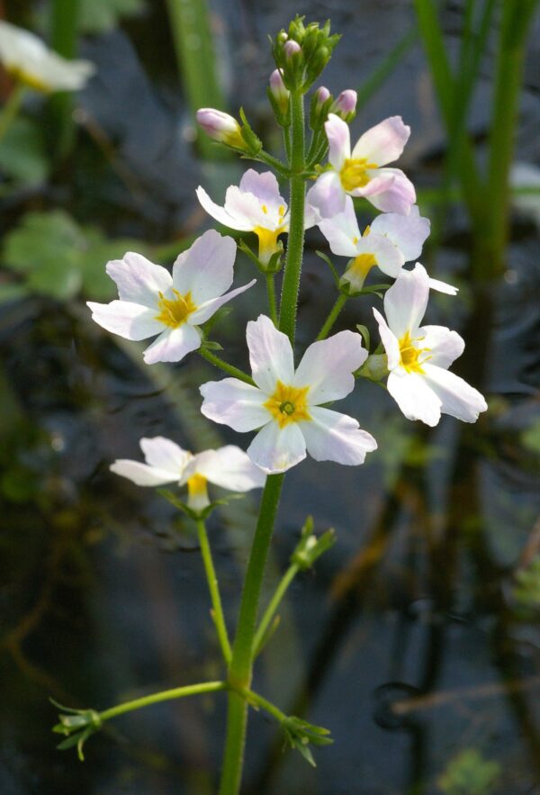 Water Violet - Hottonia Palustris
