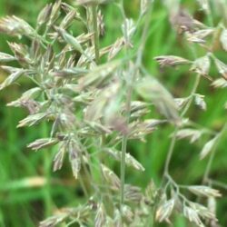 Wavy Hairgrass - Deschampsia Flexuosa