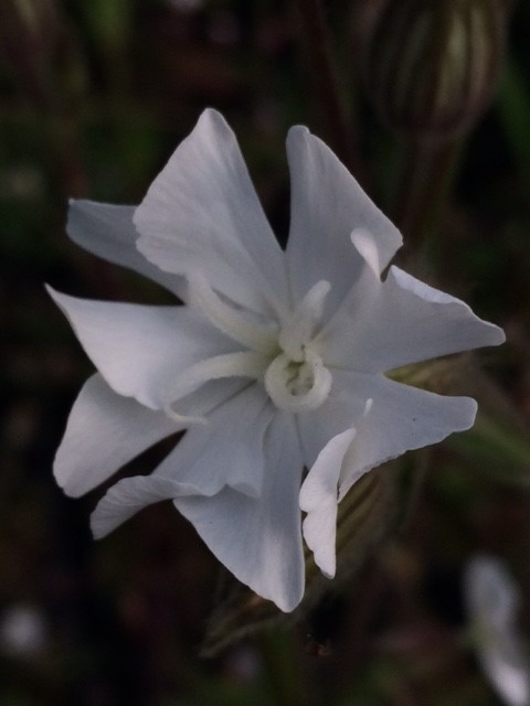 White Campion Seed Packet