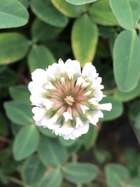 Wild White Clover - Trifolium Repens