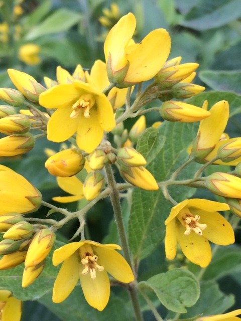 Yellow Loosestrife - Lysimachia Vulgaris
