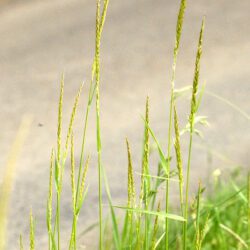Yellow Oatgrass - Trisetum Flavescens