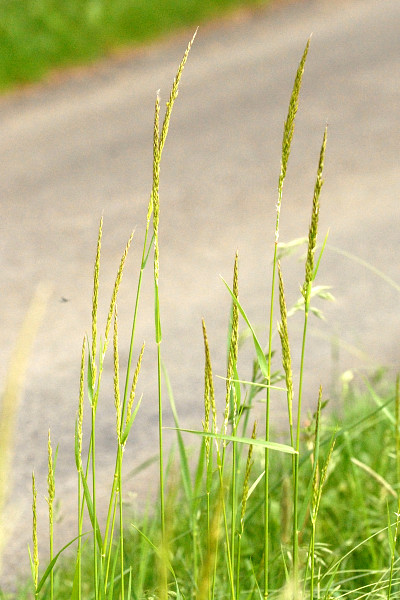 Yellow Oatgrass - Trisetum Flavescens