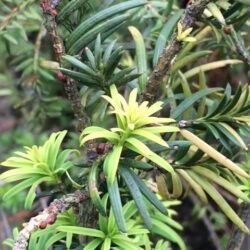 English Yew - Taxus Baccata