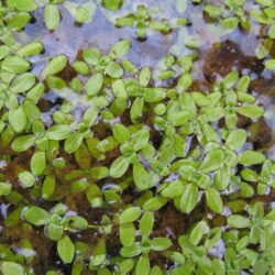 Common Water Starwort - Callitriche Stagnalis