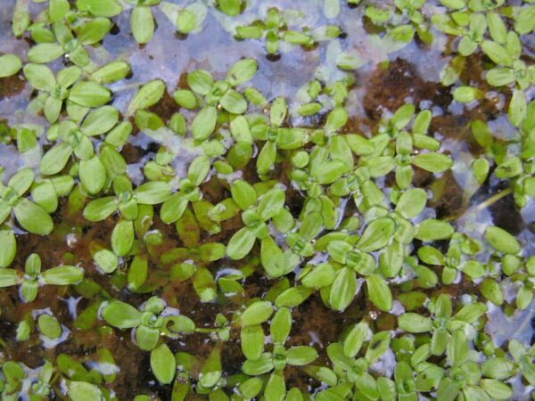 Common Water Starwort - Callitriche Stagnalis