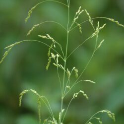 Wood Millet Plant - Milium Effusum