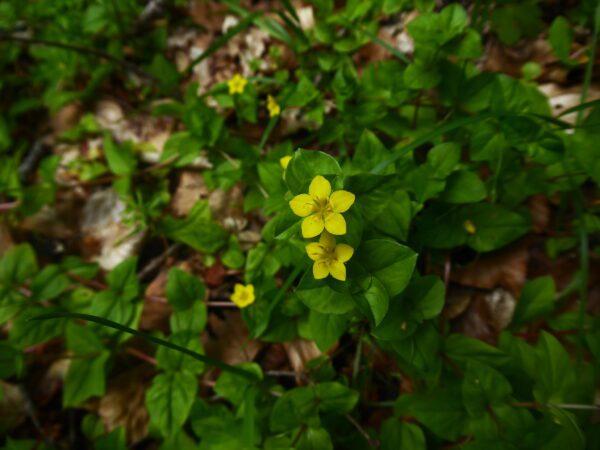 Yellow Pimpernel - Lysimachia Nemorum