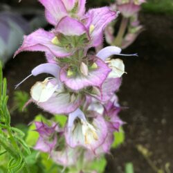 Clary Sage Plants For Sale Online - Salvia Sclarea