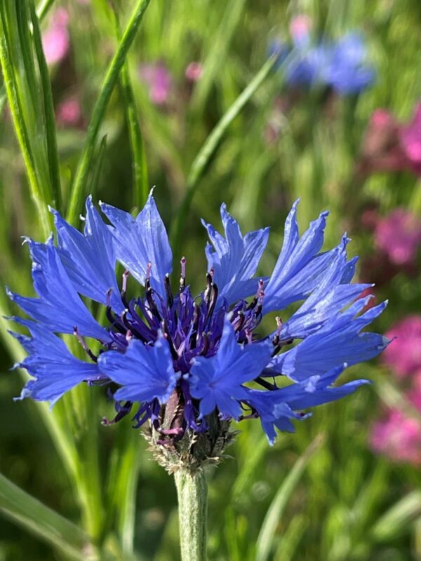 Cornflowers Blue - Centaurea Cyanus