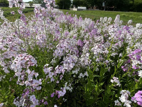 Dames Violet Plant - Hesperis Matronalis