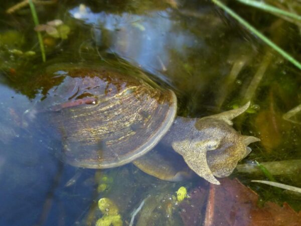Pond Snails - Lymnaea Stagnalis