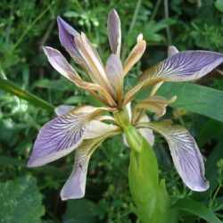 Gladwyn Iris Plant - Iris Foetidissima