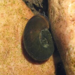 Black Ramshorns Snails - Planorbarius Corneus
