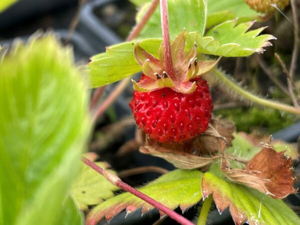 Wild Strawberry - Fragaria Vesca