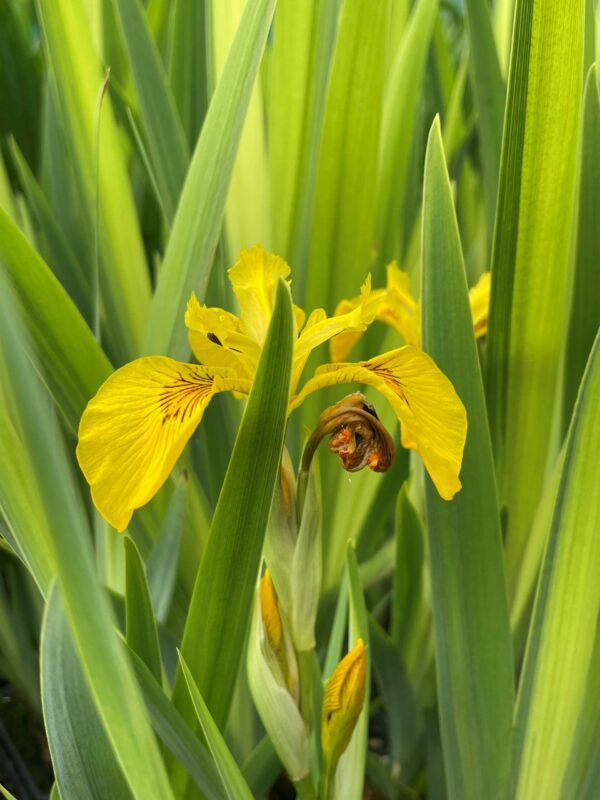 Variegated Yellow Flag Iris - Iris Pseudacorus Variegata