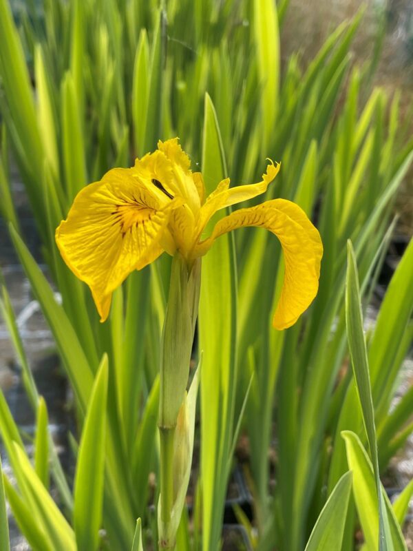variegated yellow flag iris