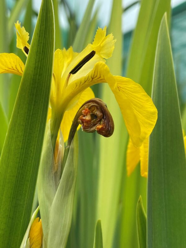 Variegated Yellow Flag Iris - Iris Pseudacorus Variegata