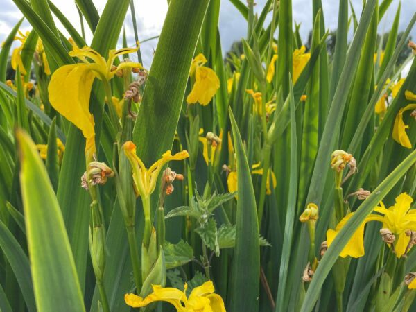 Yellow Flag Iris - Iris Pseudacorus