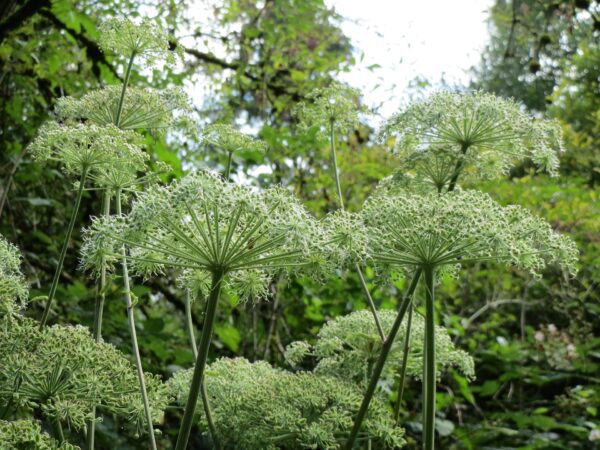 Wild Angelica For Sale - Angelica Sylvestris