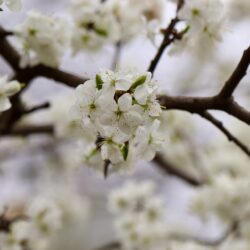 Blackthorn - Prunus Spinosa
