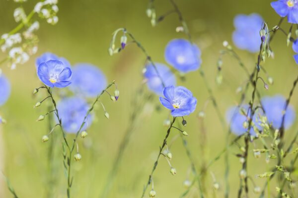 Perennial Flax Plant For Sale - Linum Perenne
