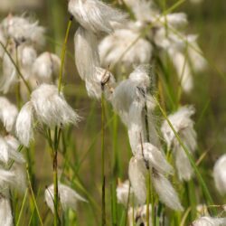 Cotton Grass - Eriophorum Angustifolium