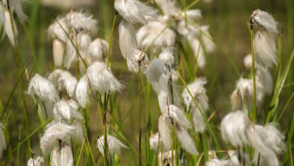 Cotton Grass - Eriophorum Angustifolium