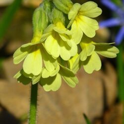 Oxlip - Primula Elatior