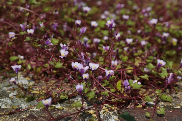 Ivy Leaved Toadflax Plant - Linaria Cymbalaria