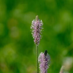hoary plantain for sale