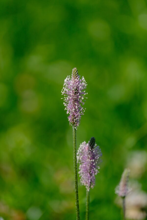 hoary plantain for sale
