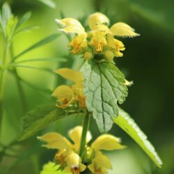 Yellow Archangel Plant For Sale - Lamium Galeobdolon