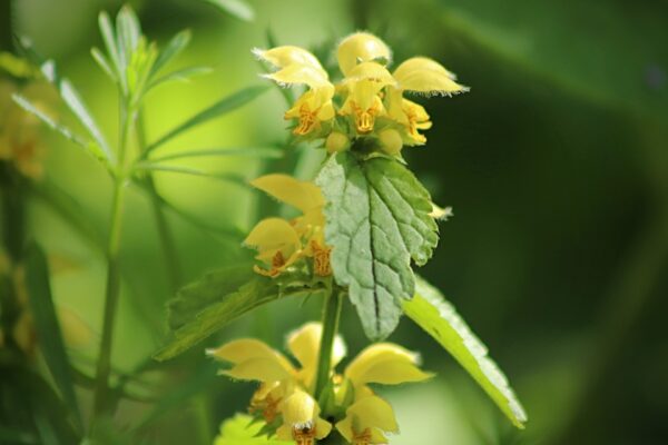 Yellow Archangel Plant For Sale - Lamium Galeobdolon