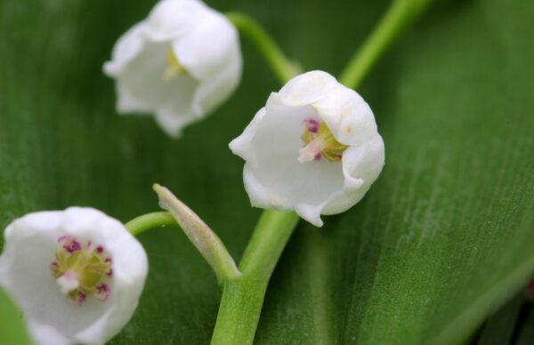 Lily of the Valley Plant - Convallaria Majalis