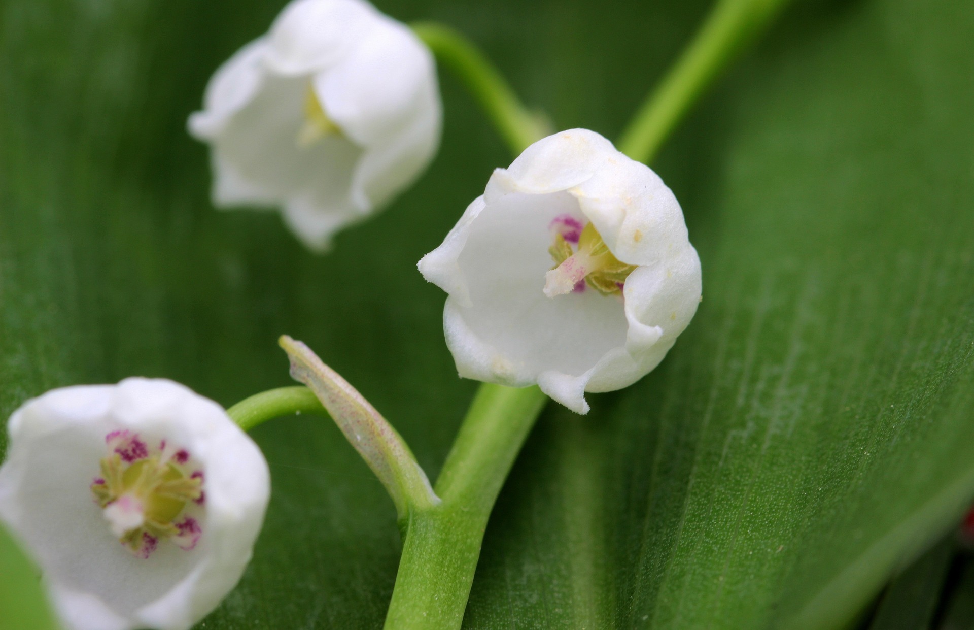 https://www.naturescape.co.uk/wp-content/uploads/2021/03/lily-of-the-valley-gba581463e_1920.jpg