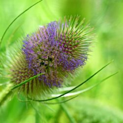 Purple Teasel Plant For Sale - Dipsacus Fullonum