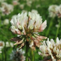 White Clover Plant - Trifolium Repens