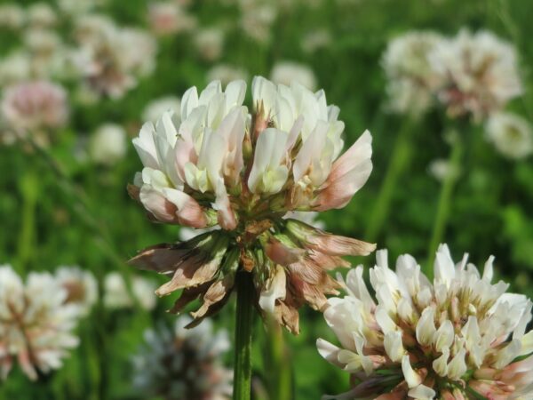 White Clover Plant - Trifolium Repens