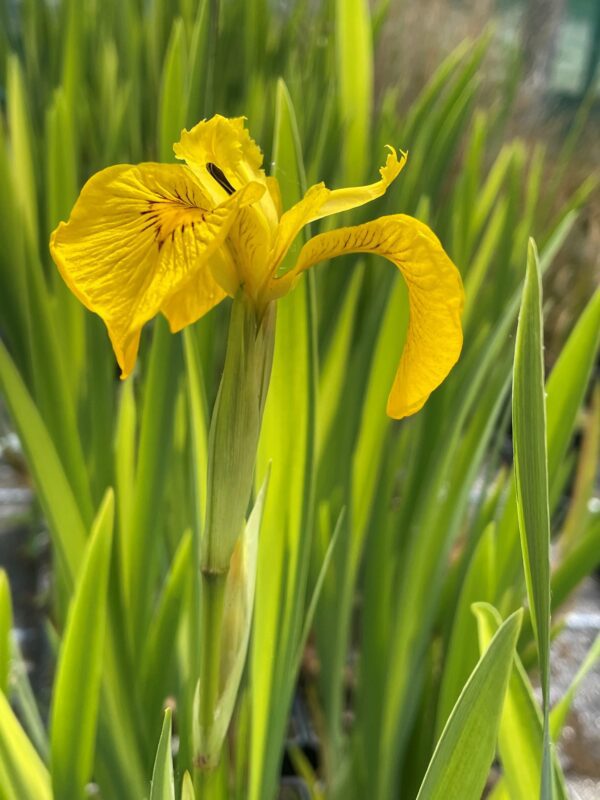 variegated yellow flag iris