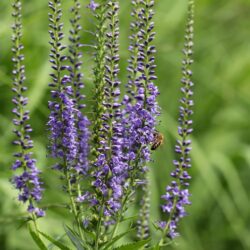 Spiked Speedwell Plant - Veronica Spicata