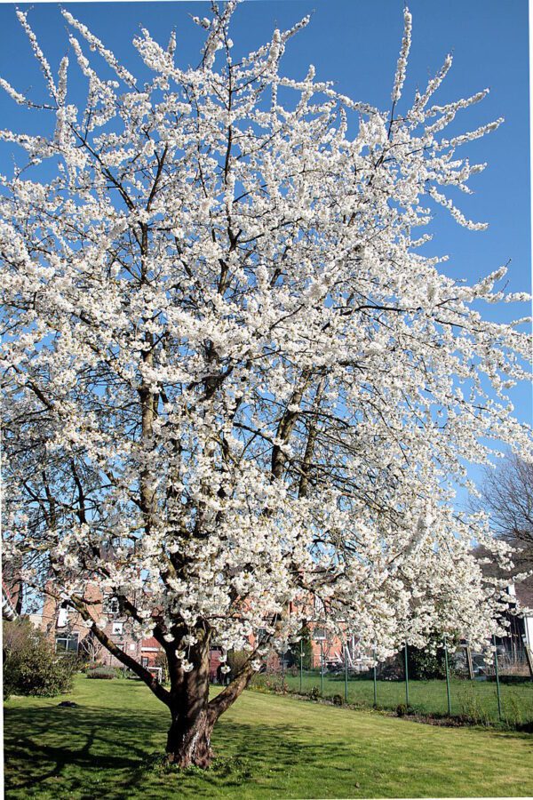 Wild Cherry Blossoms - Prunus Avium