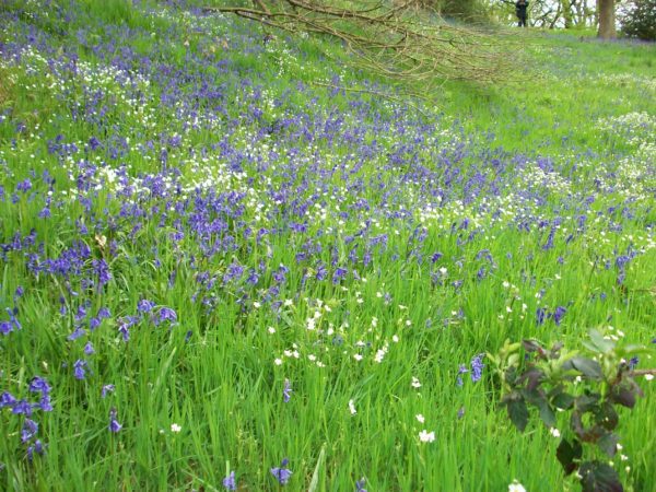English Bluebells Bulbs Spring