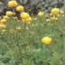 Globeflower Large - Trollius Europaeus