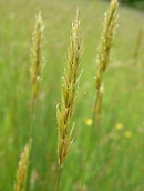 Sweet Vernal Grass Seeds (per gram)