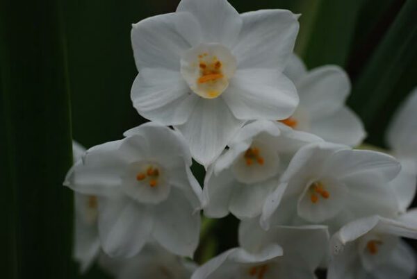 Narcissus White