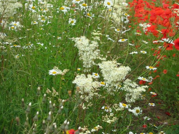 Bespoke Wildflower Mixtures, Local Provenance Mixtures, Native Grass Meadow Mixtures